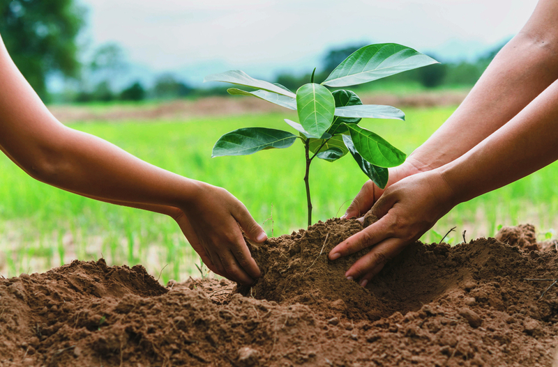 Comment Planter Un Arbre Tafsquare